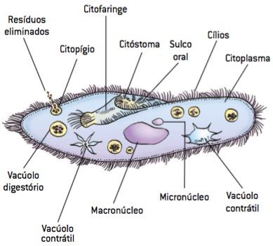 Representação das estruturas de um Paramecium