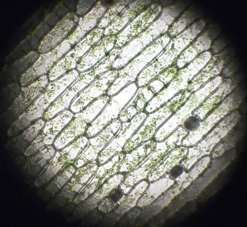 Nessa imagem de microscopio é possivel observar as paredes celulares