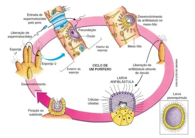 Poríferos: As Esponjas - Tudo Biologia