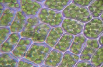 Células vegetais com cloroplastos visíveis.