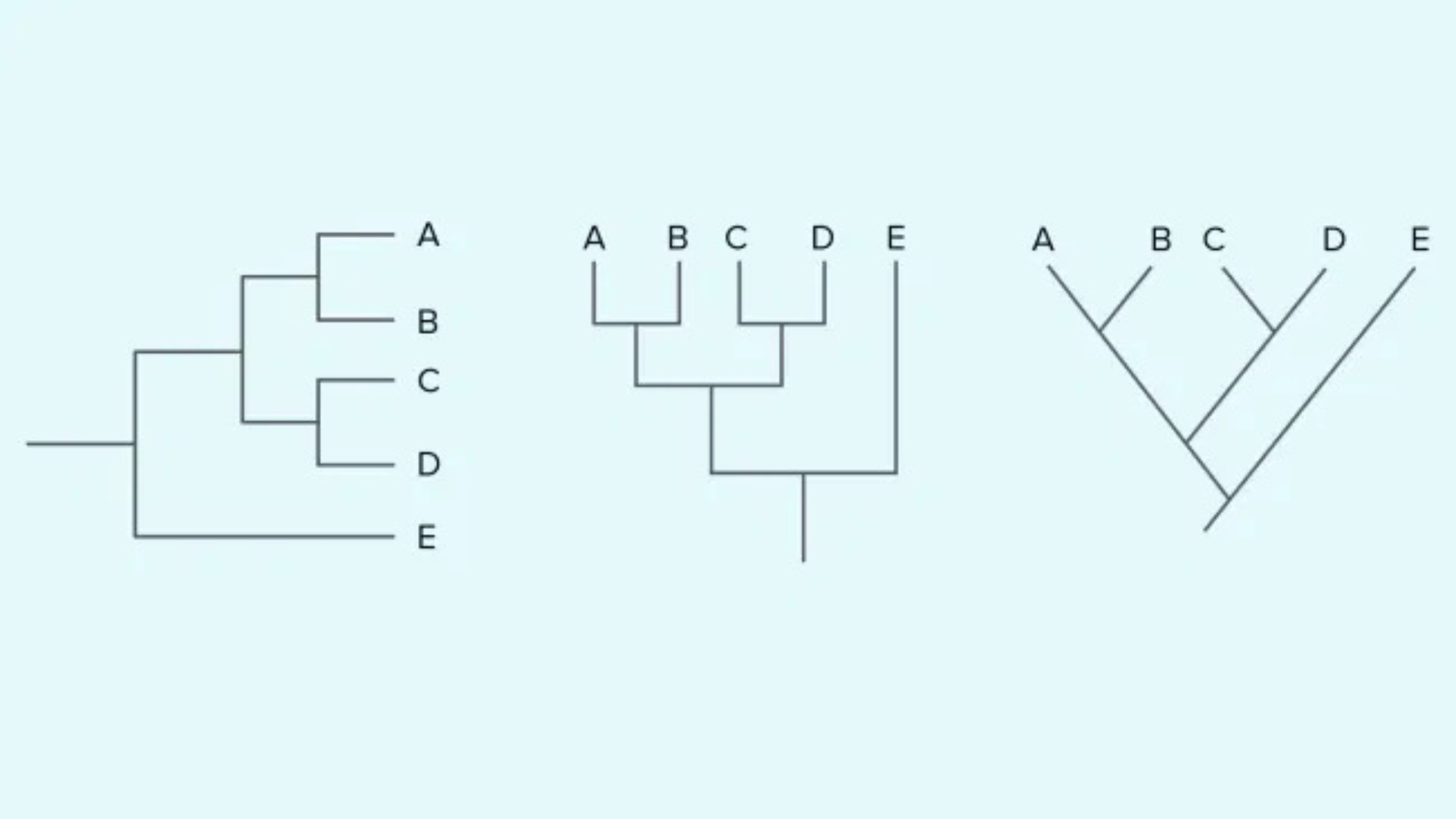 No momento, você está visualizando Nome Científico: O que é, Regras de Escrita e Exemplos