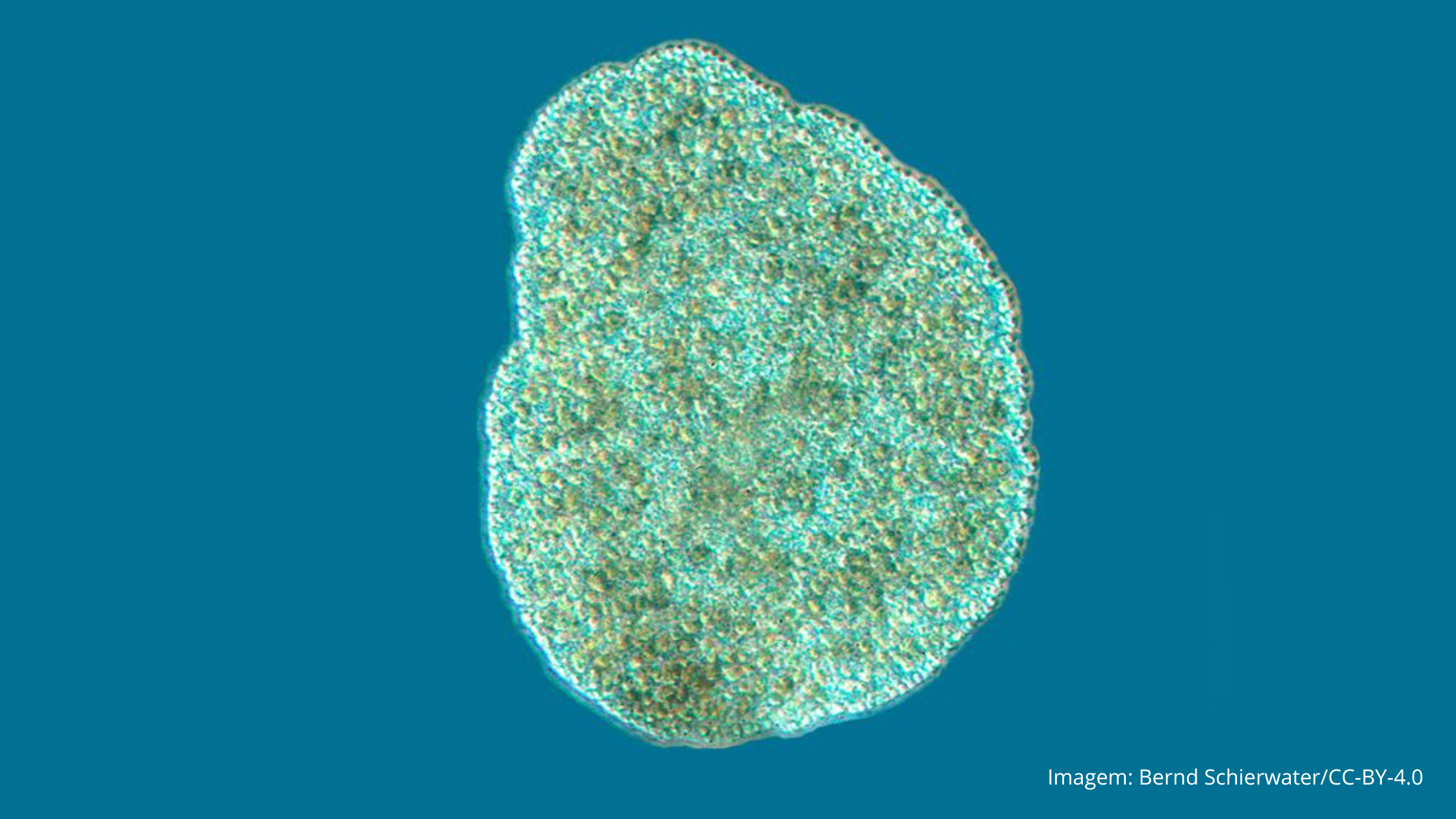 No momento, você está visualizando Placozoa: Estrutura e Evolução