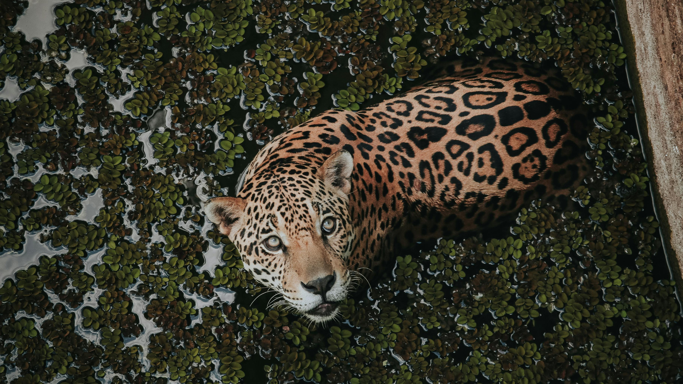 No momento, você está visualizando Onça-Pintada Ataca e Mata Homem no Pantanal: Entenda o Caso