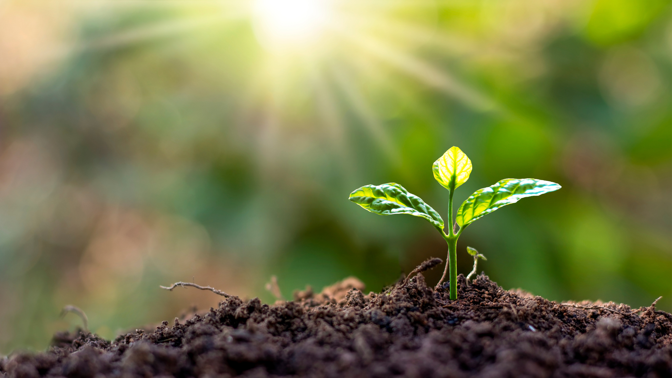 No momento, você está visualizando Meristemas e Desenvolvimento do Embrião em Plantas