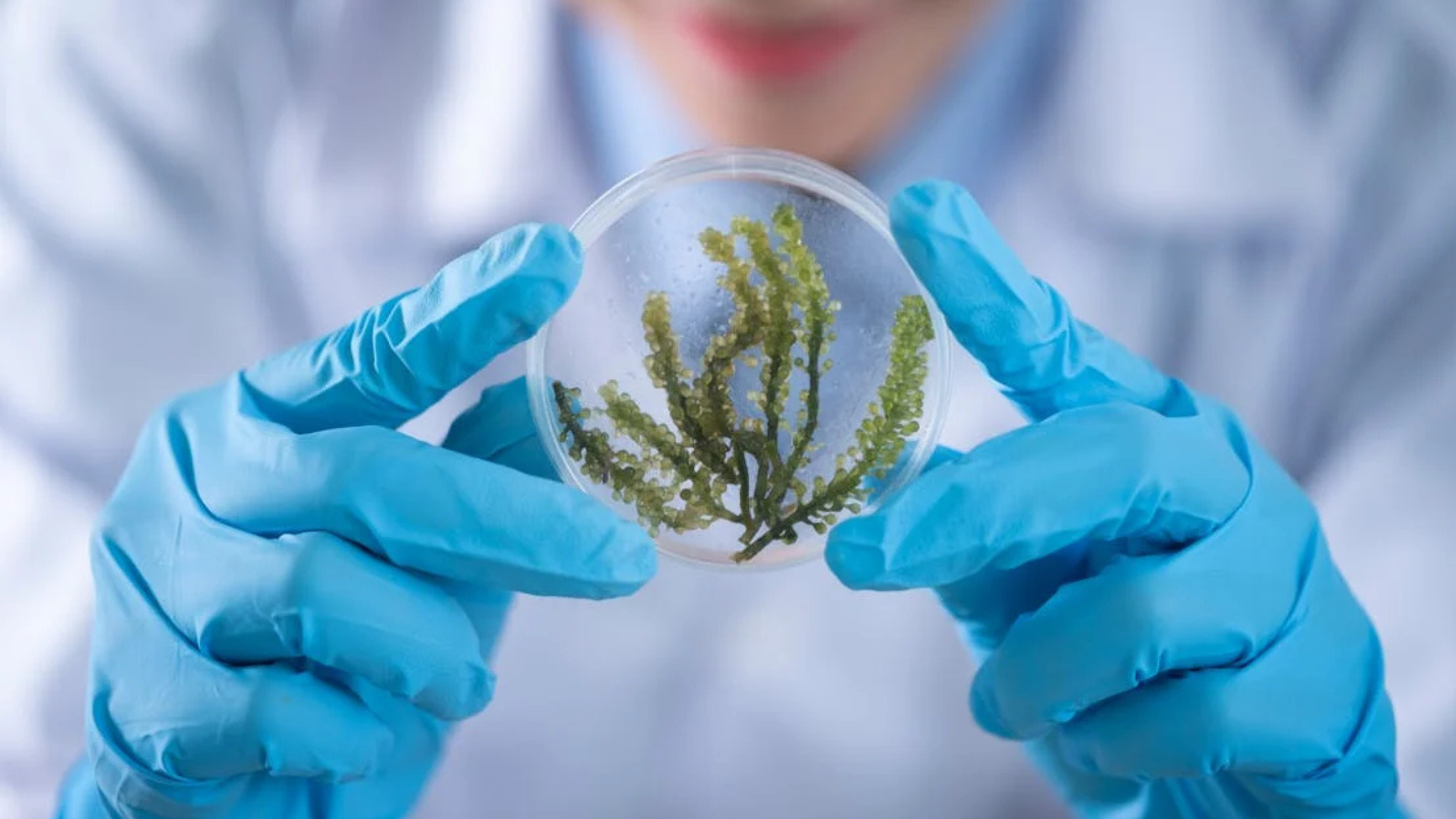 No momento, você está visualizando Métodos e Técnicas de Estudo em Anatomia Vegetal
