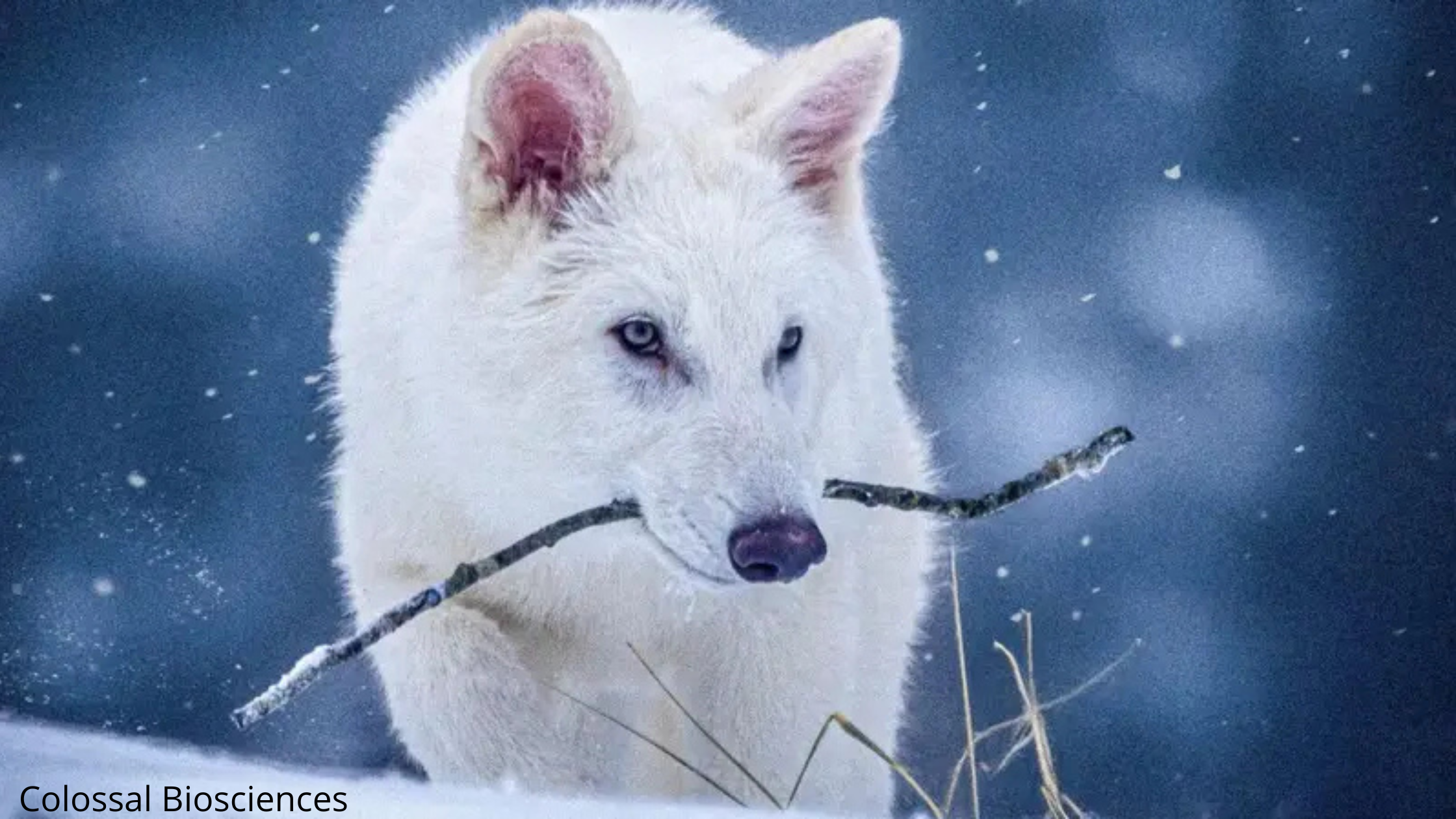 No momento, você está visualizando Clonagem do Lobo-Terrível: a ousada tentativa de recriar uma espécie extinta há 12 mil anos