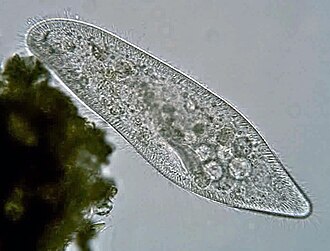 Imagem de um Paramecium caudatum visto por microscopio