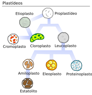 Tipos de Plastídeos