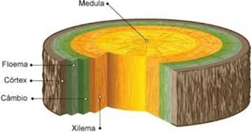 Estrutura do caule