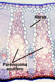 Fibras e Parenquima Aquifero