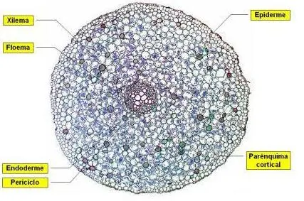 Corte transversal de raiz de Eudicotiledôneas