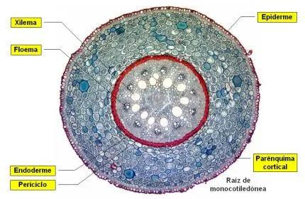 Corte transversal de raiz de Monocotiledôneas