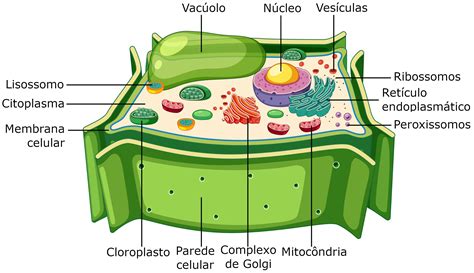 Celula Vegetal - Ilustração: brgfx / Shutterstock.com