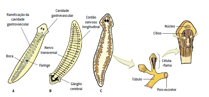 Planaria