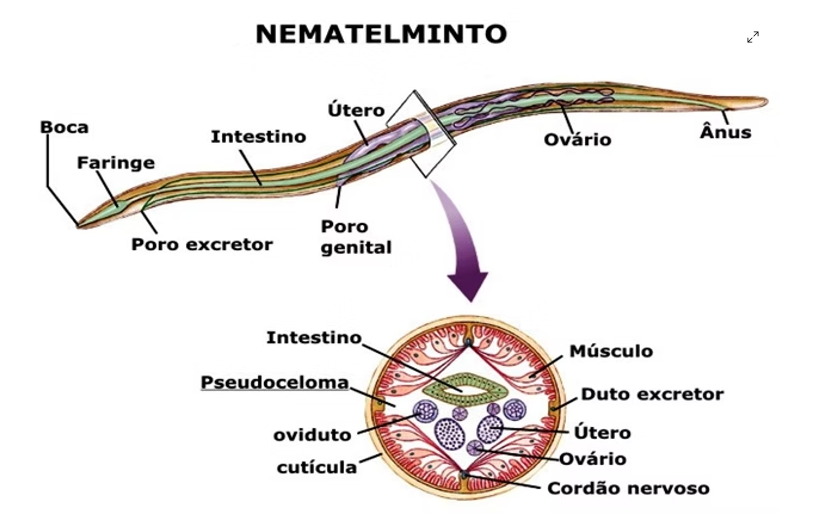 FISIOLOGIA DOS NEMATÓDEOS
