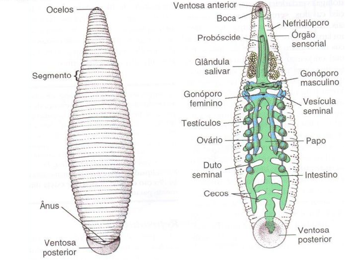 Caracteristicas externas Sanguessugas
