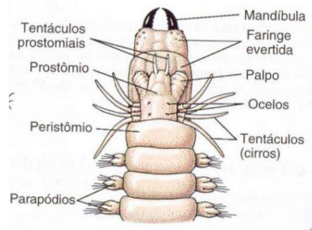 Caracteristicas externas poliqueta