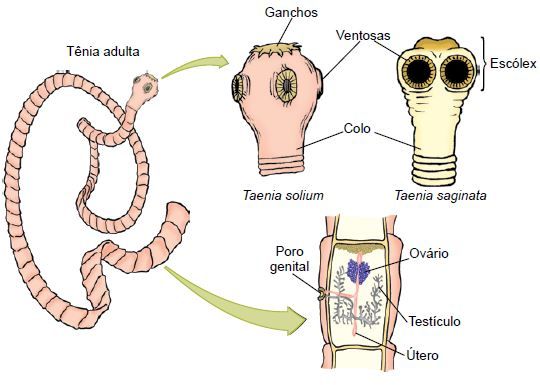 Ilustração de uma Tênia