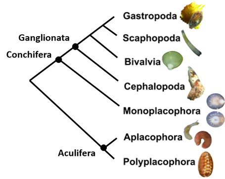 Cladograma Filo Molusca