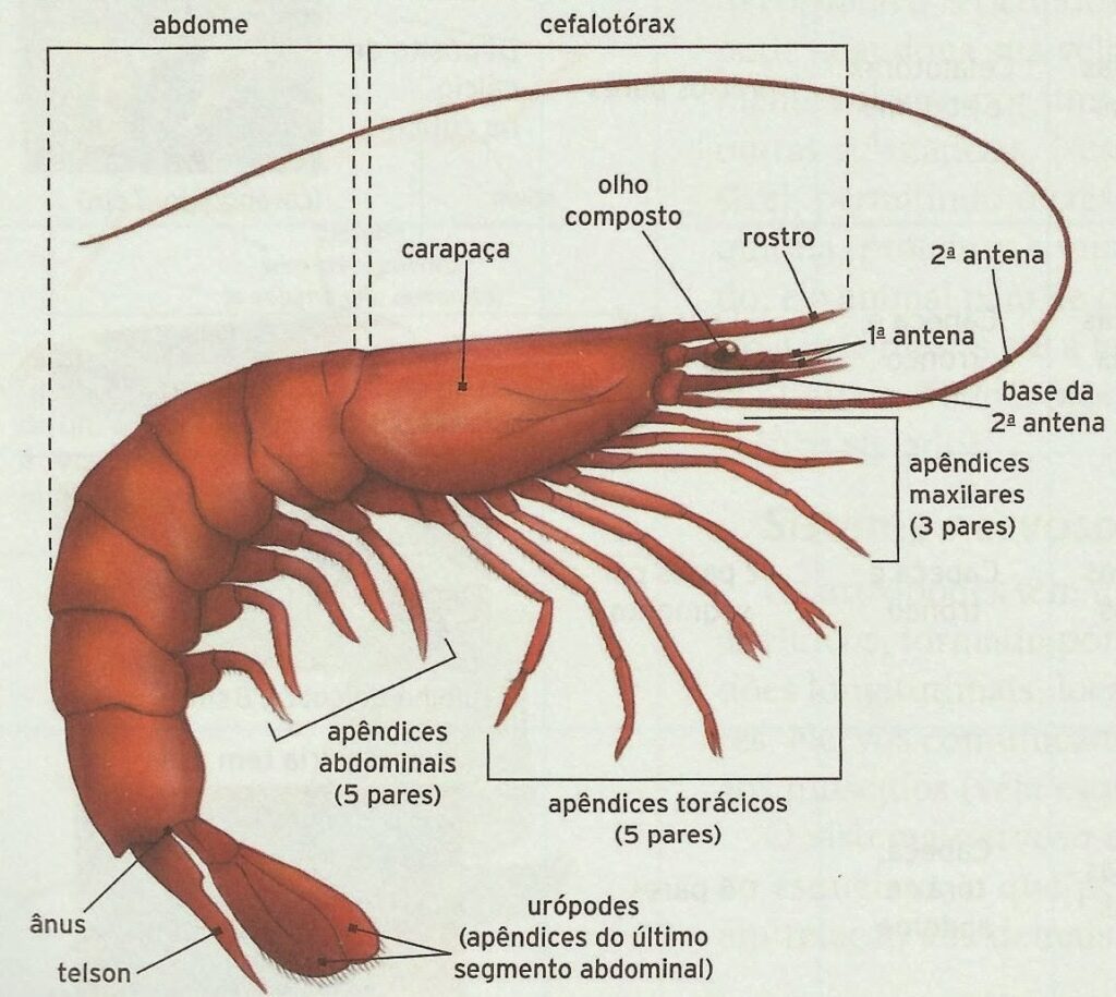 Anatomia de um camarao