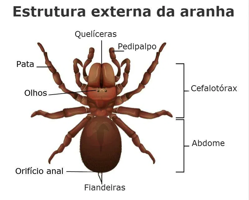 Partes do corpo de uma aranha
