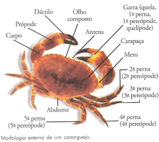 Anatomis de um caranguejo