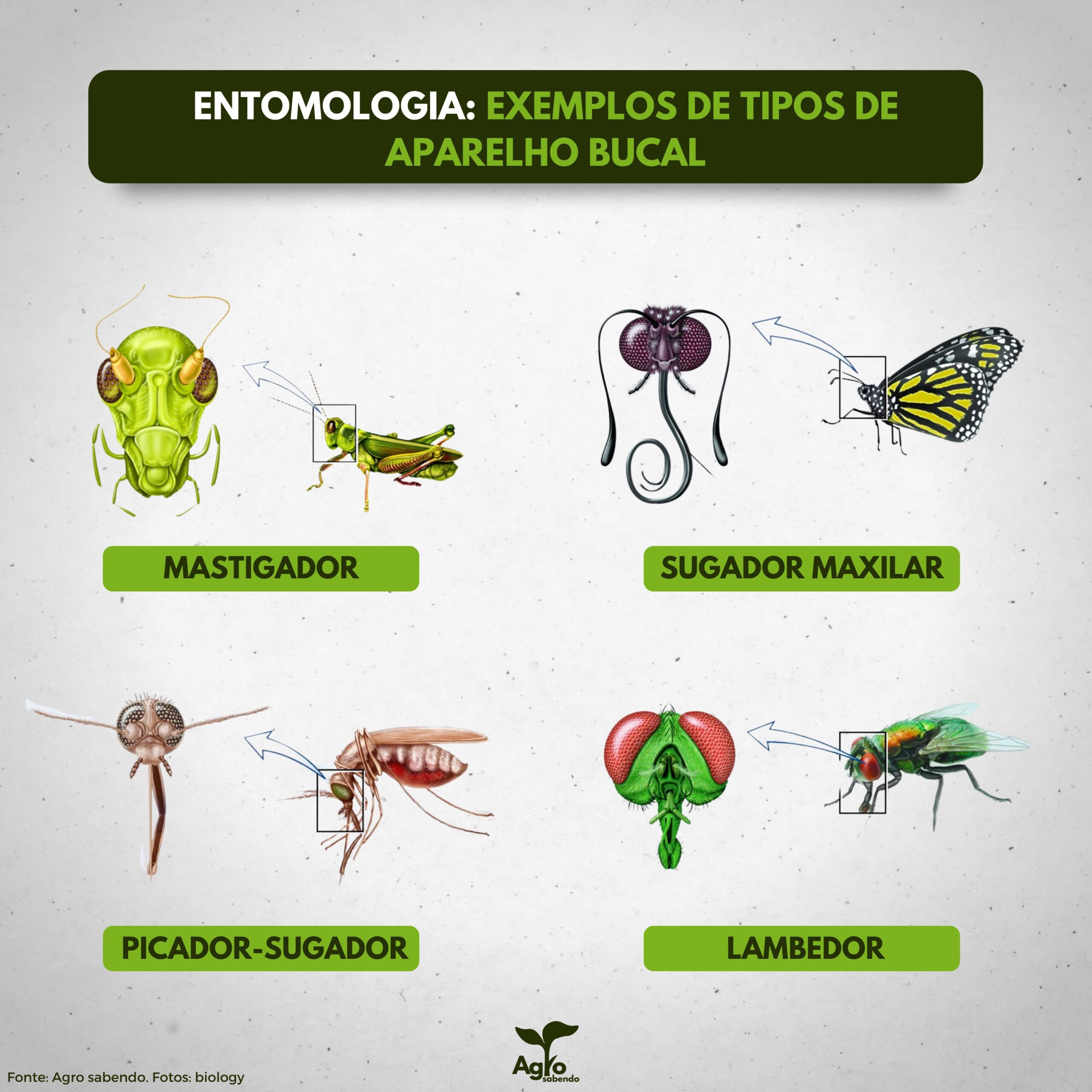 Estruturas bucal