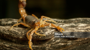 Leia mais sobre o artigo Filo Arthropoda