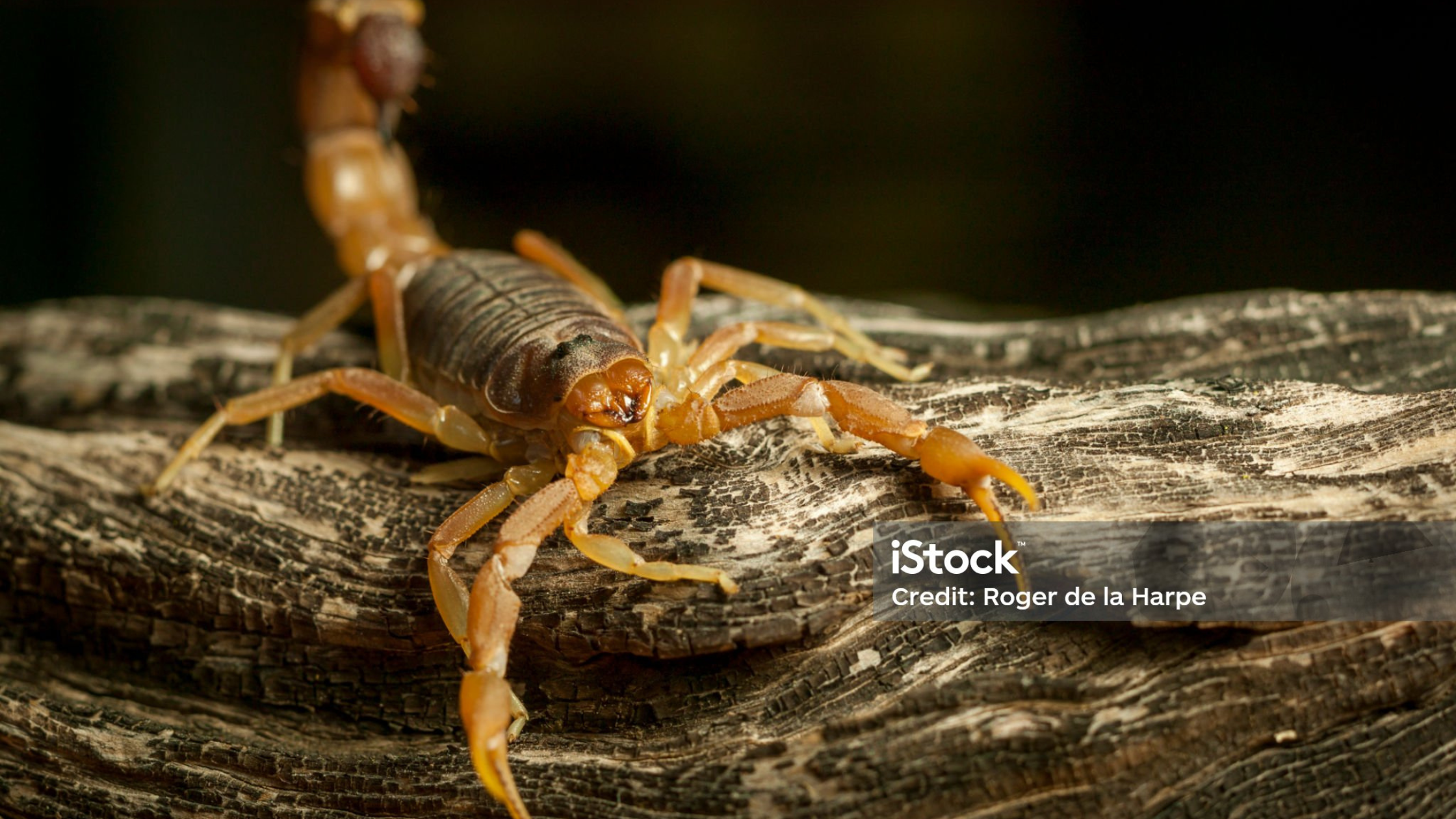 No momento, você está visualizando Filo Arthropoda