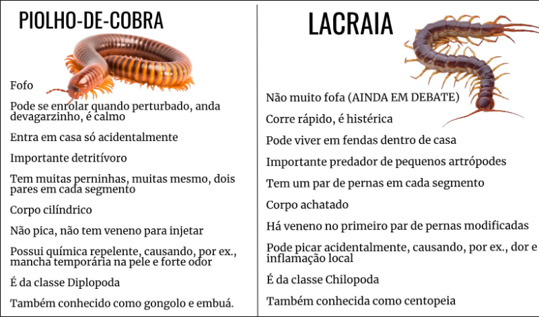 Diferença entre Centopeias e Lacraias. Imagem: @ElfaDosinsetos (No X)