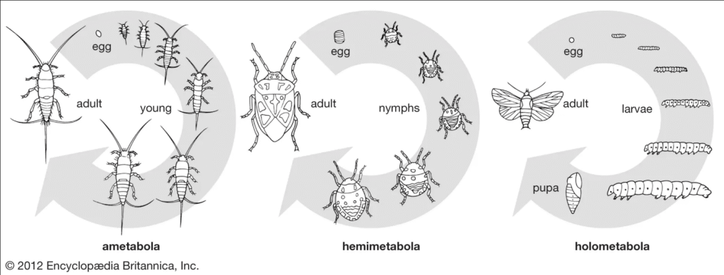 Metamorfoses