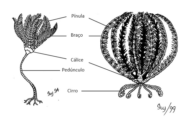 Partes de um Lirio do Mar - Imagem: Ivy Livingstone