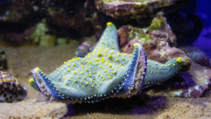 Leia mais sobre o artigo Filo Echinodermata