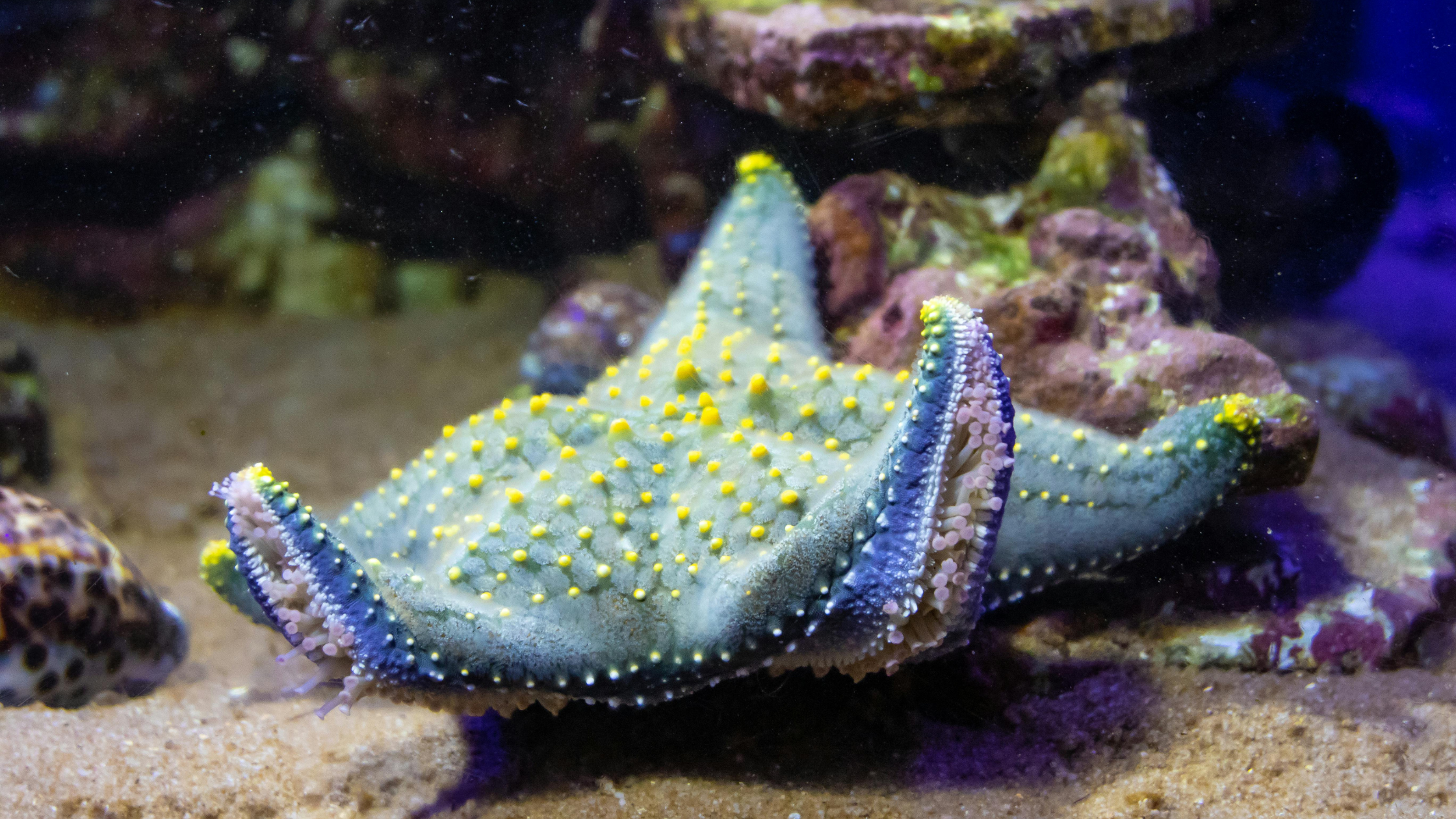 No momento, você está visualizando Filo Echinodermata