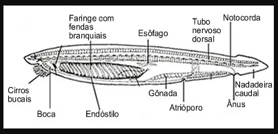 Representação de um Anfioxo e suas partes do corpo