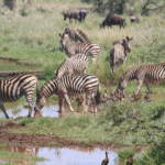 O que é Ecologia de Populações?