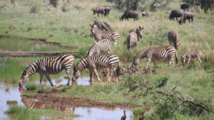 Leia mais sobre o artigo O que é Ecologia de Populações?